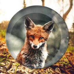 Fox-Photo-Button-Badges.jpg