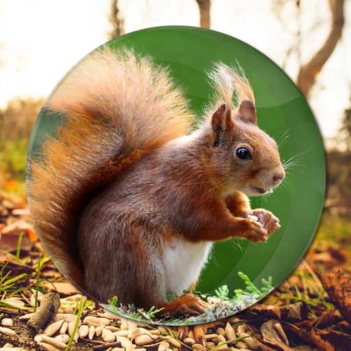 Red Squirrel Button Badge