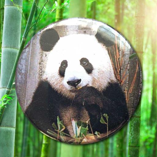 Panda Photo Button Badge